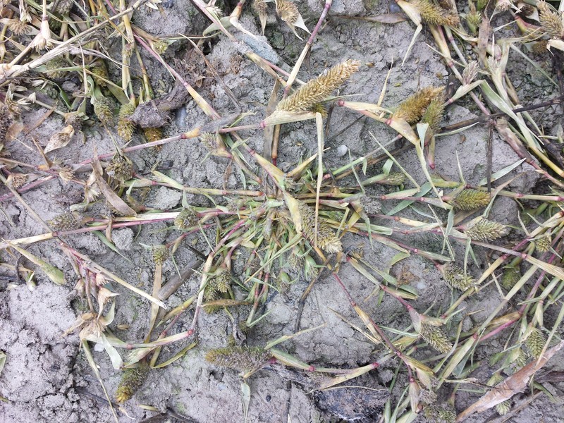 Swamp Pricklegrass photo 3