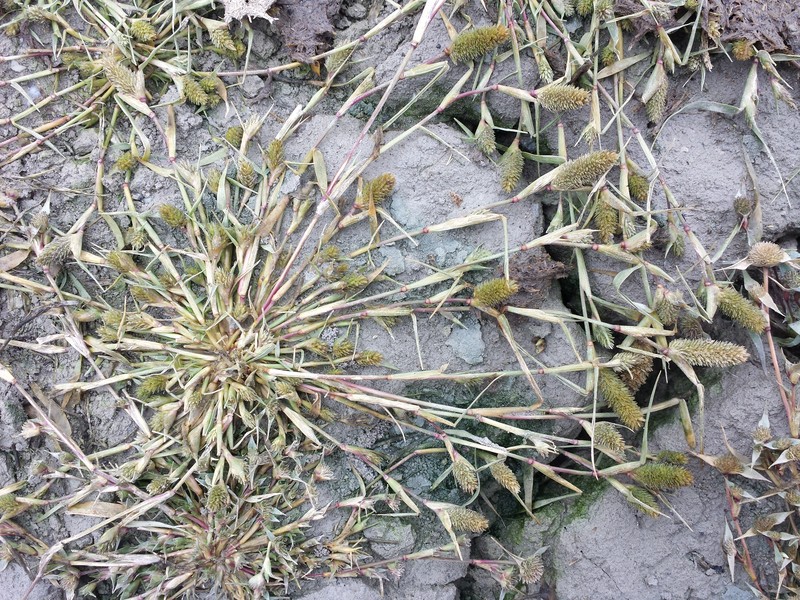 Swamp Pricklegrass photo 4