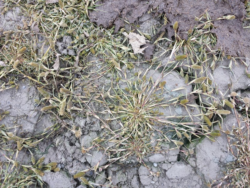 Swamp Pricklegrass photo 5