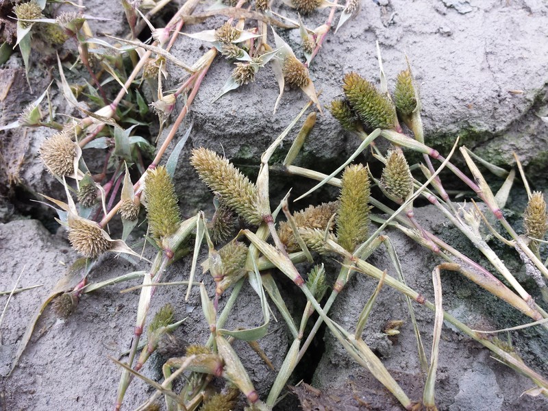 Swamp Pricklegrass photo 6