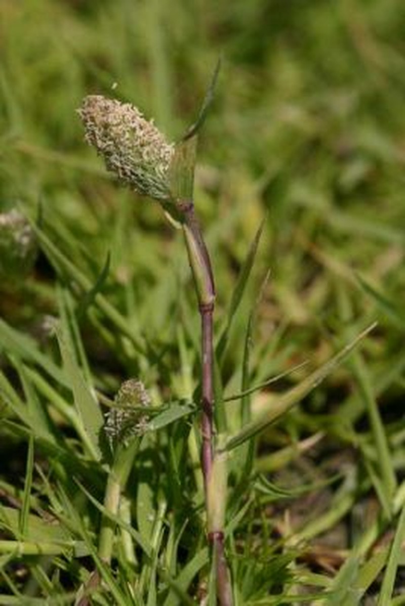 Swamp Pricklegrass
