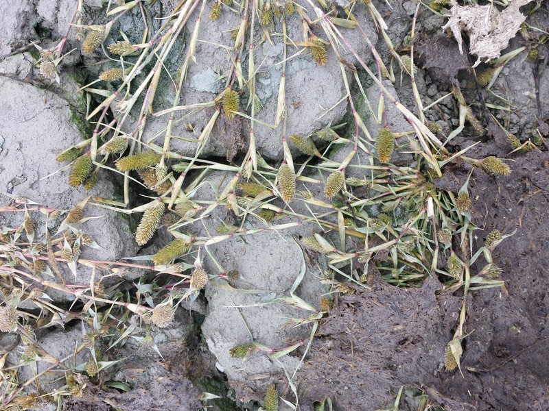 Swamp Pricklegrass photo 2