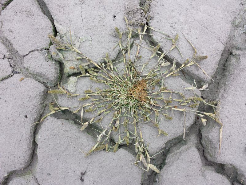 Swamp Pricklegrass photo 7