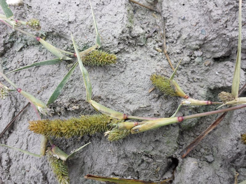 Swamp Pricklegrass photo 8