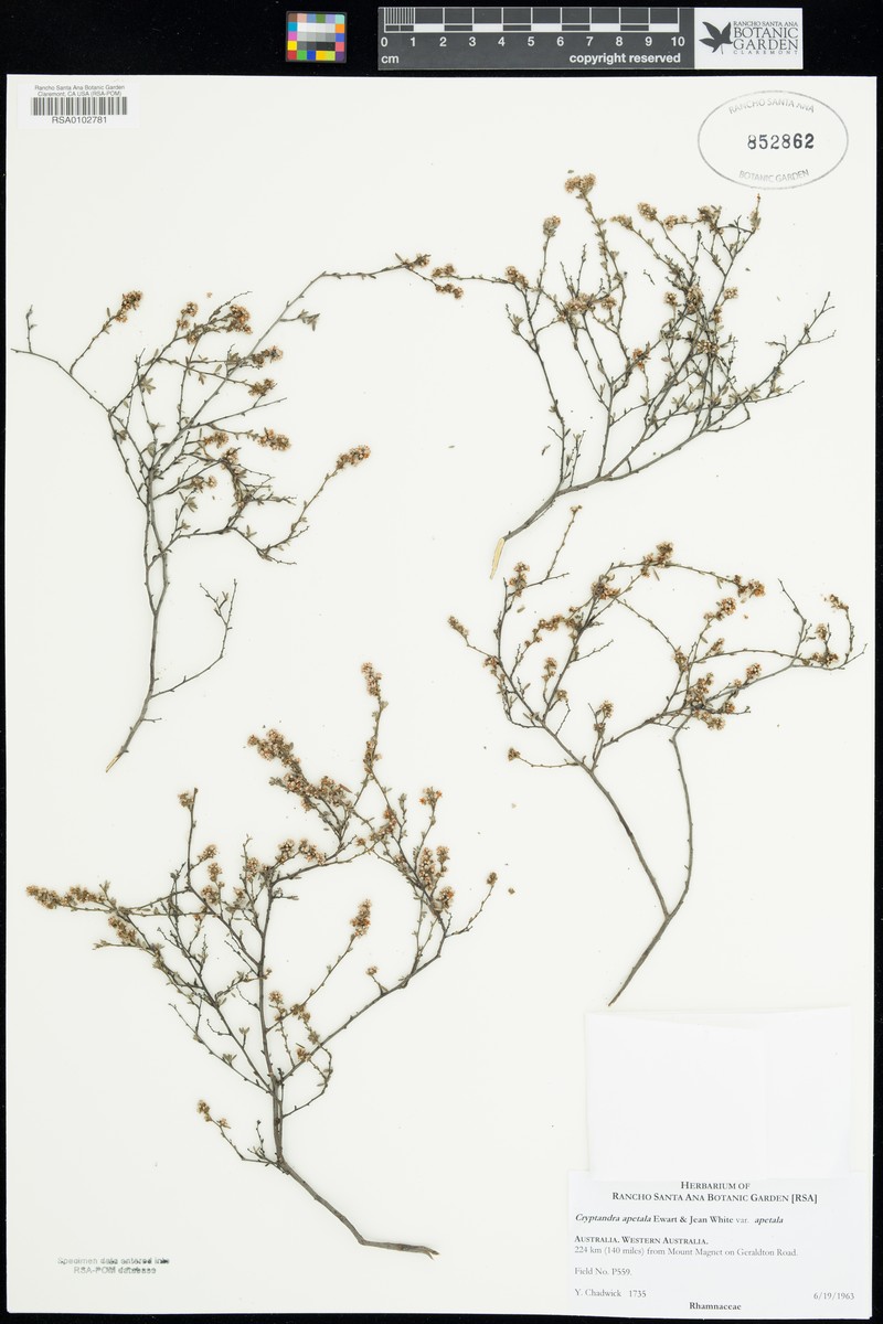 Cryptandra apetala var. apetala