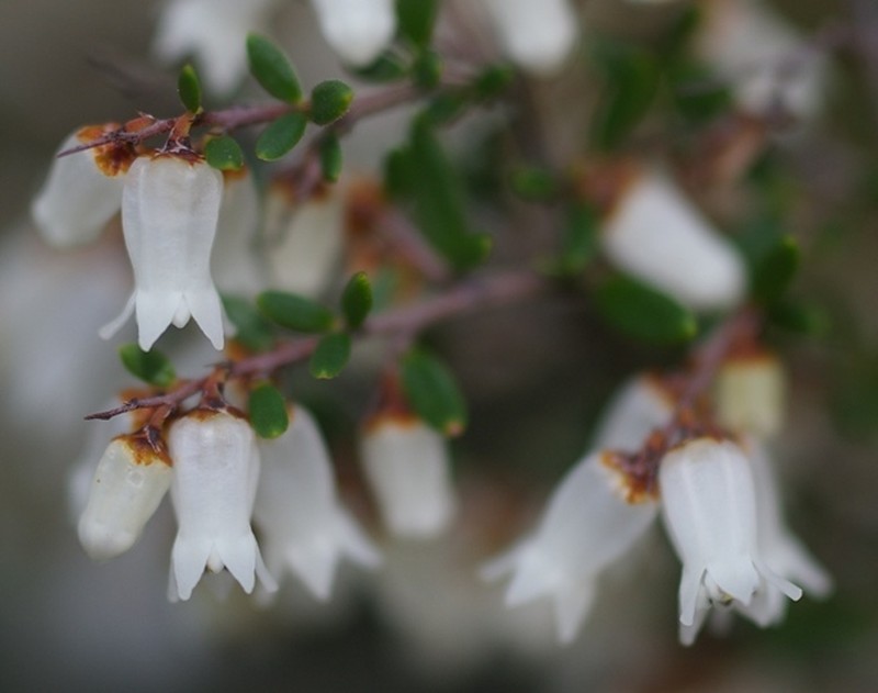 Cryptandra arbutiflora var. arbutiflora