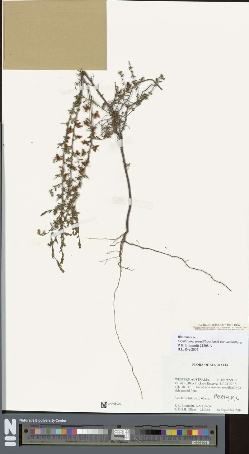 Cryptandra arbutiflora var. arbutiflora photo 2