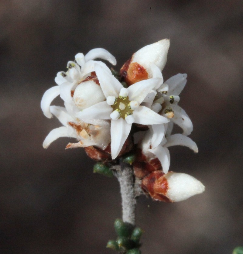 Cryptandra minutifolia subsp. minutifolia