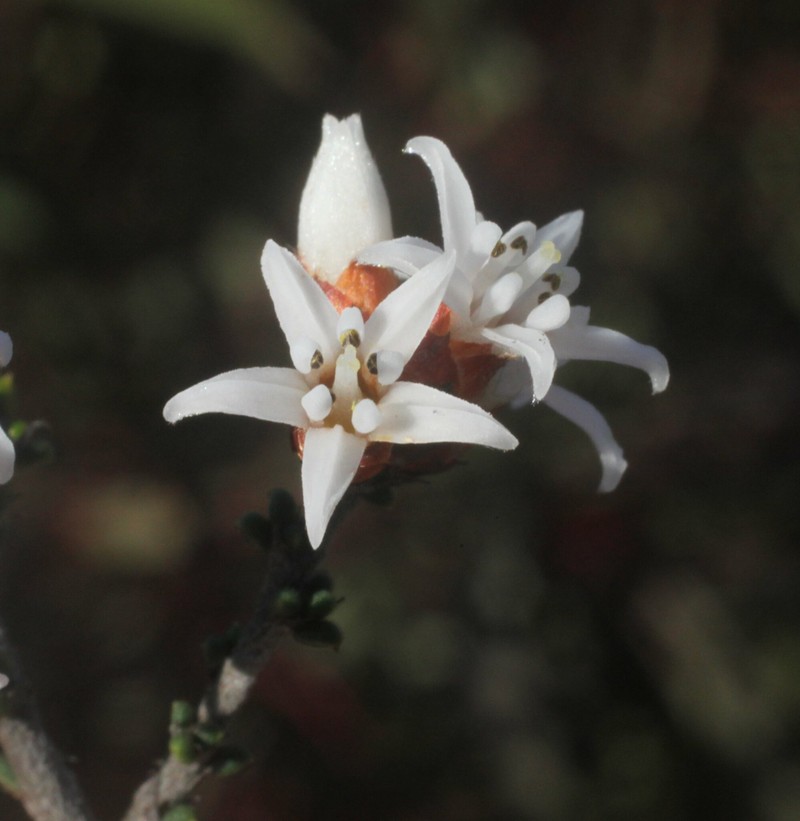 Cryptandra minutifolia subsp. minutifolia photo 2