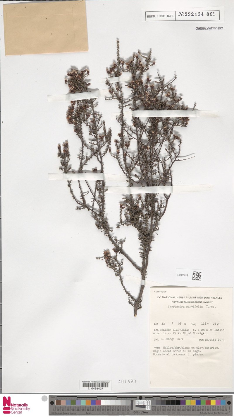 Cryptandra minutifolia subsp. minutifolia photo 3