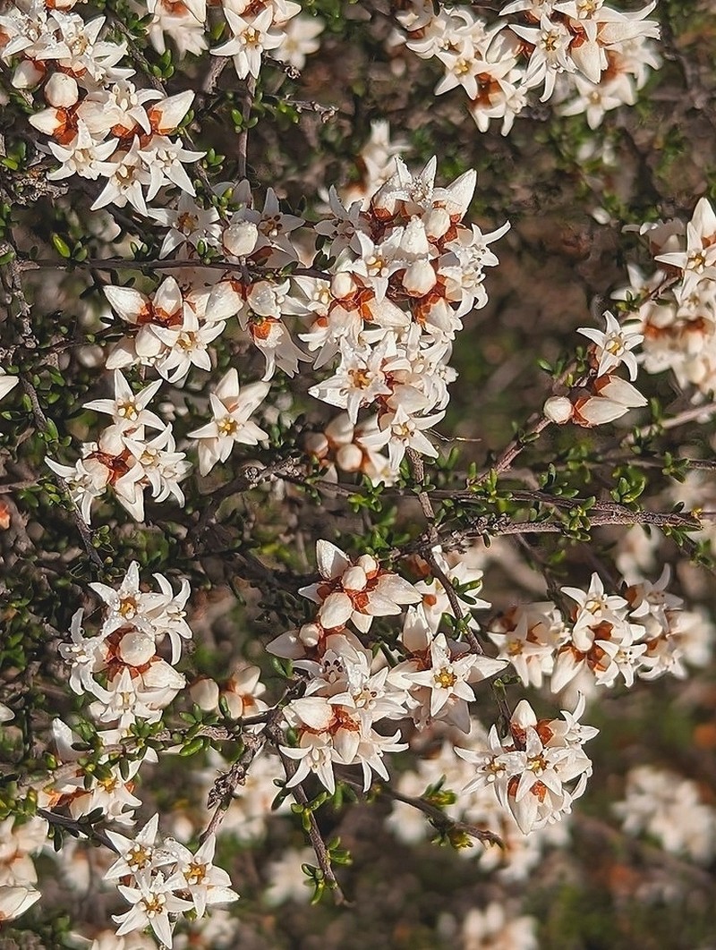 Cryptandra propinqua subsp. propinqua