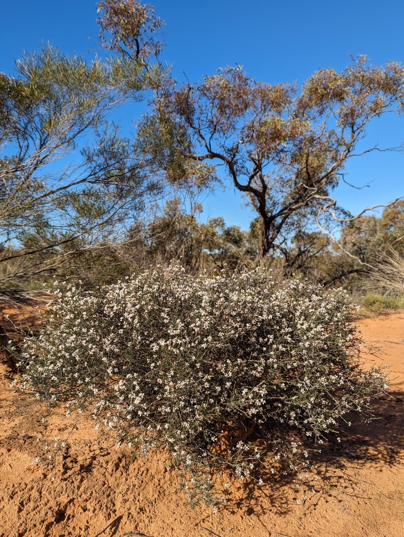 Cryptandra propinqua subsp. propinqua photo 2