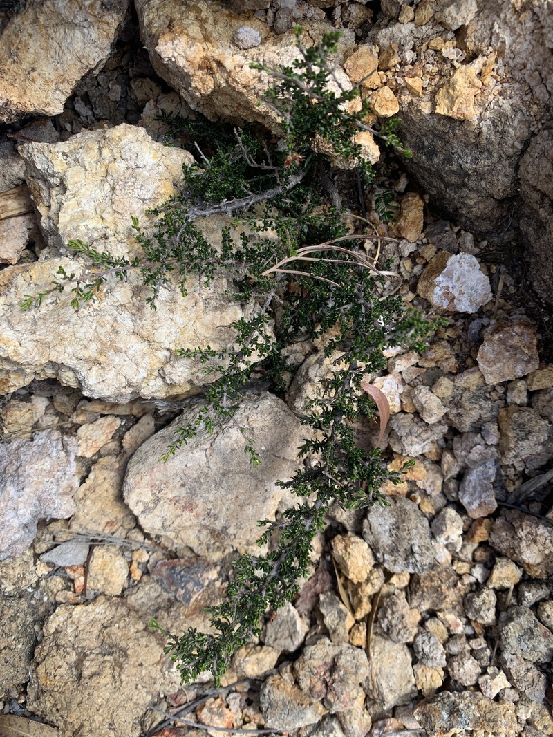 Cryptandra propinqua subsp. propinqua photo 3