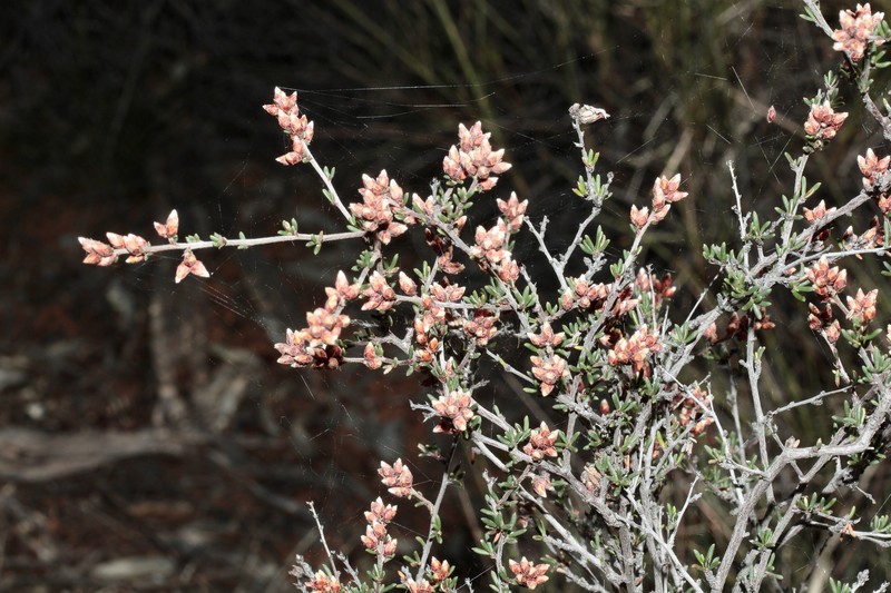 Cryptandra propinqua subsp. propinqua photo 4