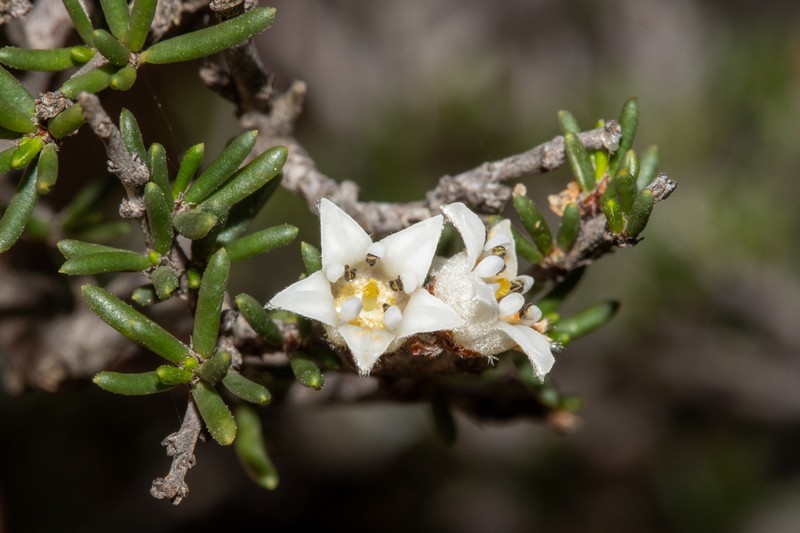 Cryptandra sabulicola photo 2