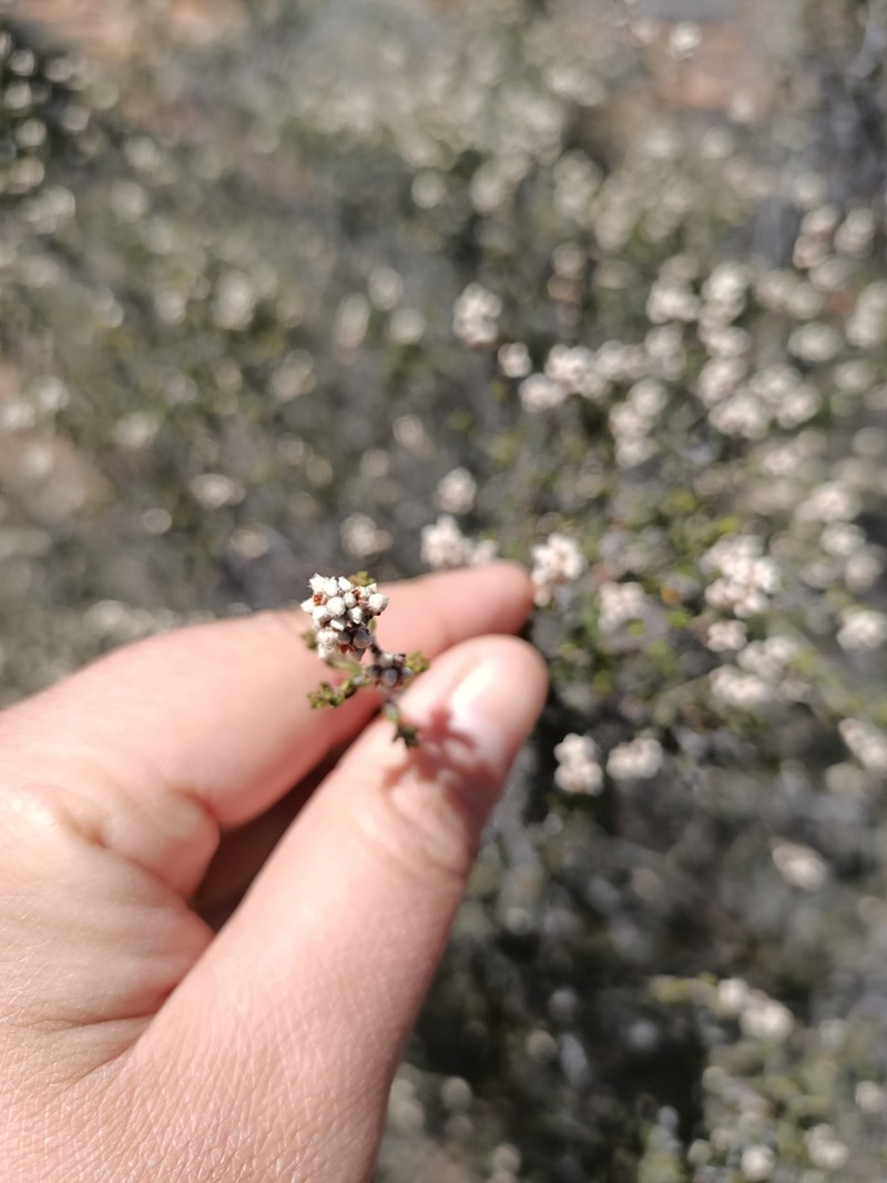 Cryptandra sabulicola photo 4