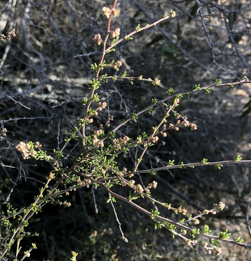 Cryptandra sabulicola photo 5
