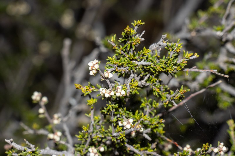 Cryptandra sabulicola photo 6
