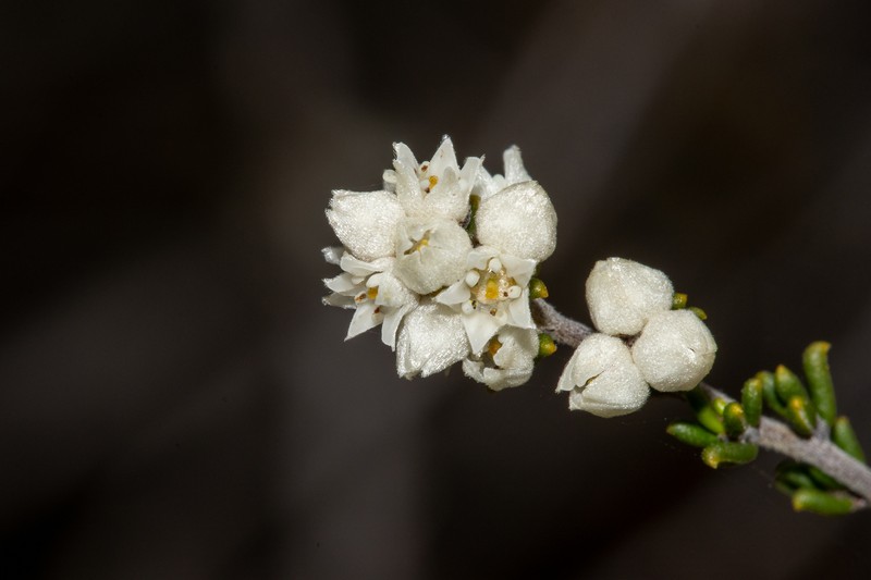 Cryptandra sabulicola