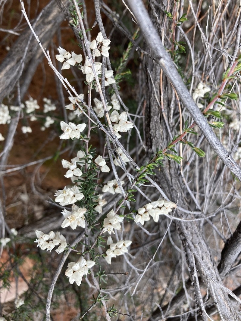 Cryptandra setifera