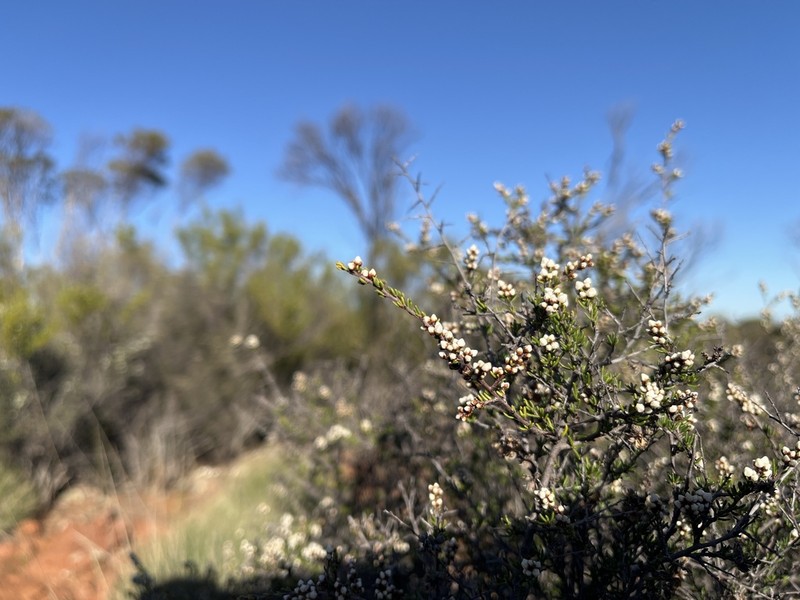 Cryptandra setifera photo 2