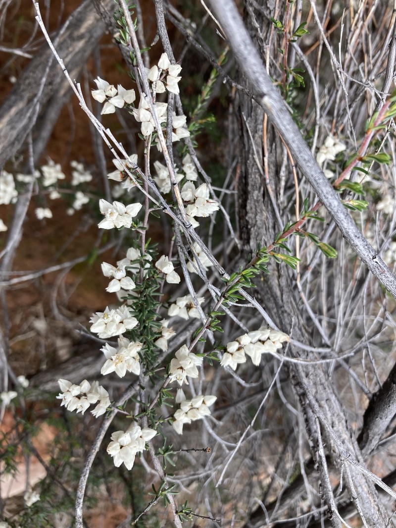 Cryptandra setifera photo 3