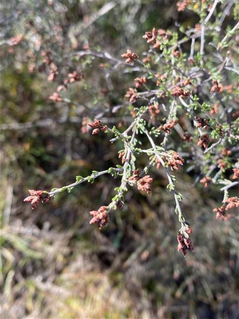 Cryptandra speciosa subsp. speciosa