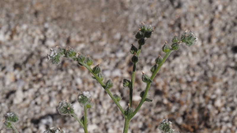 Cryptantha acrimuricata