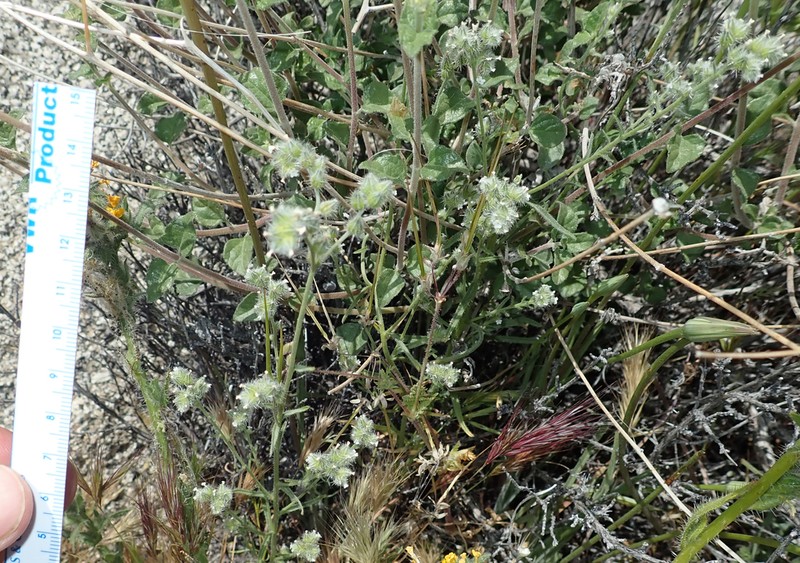 Cryptantha acrimuricata photo 2