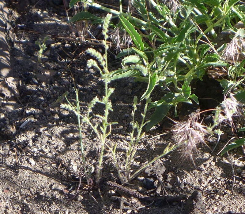 Cryptantha acrimuricata photo 3