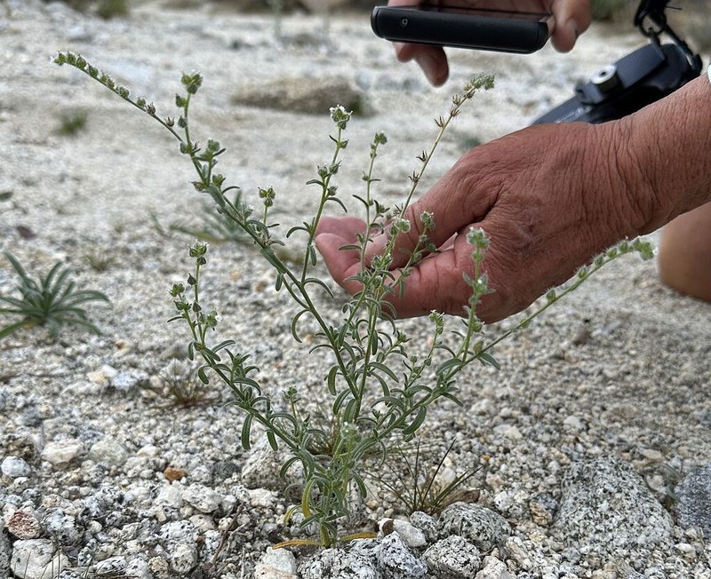 Cryptantha acrimuricata photo 4