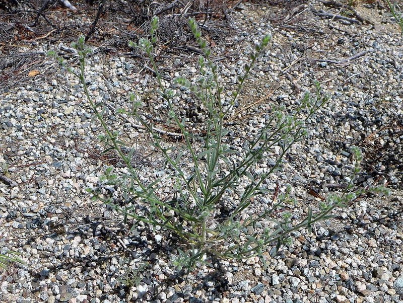 Cryptantha acrimuricata photo 5
