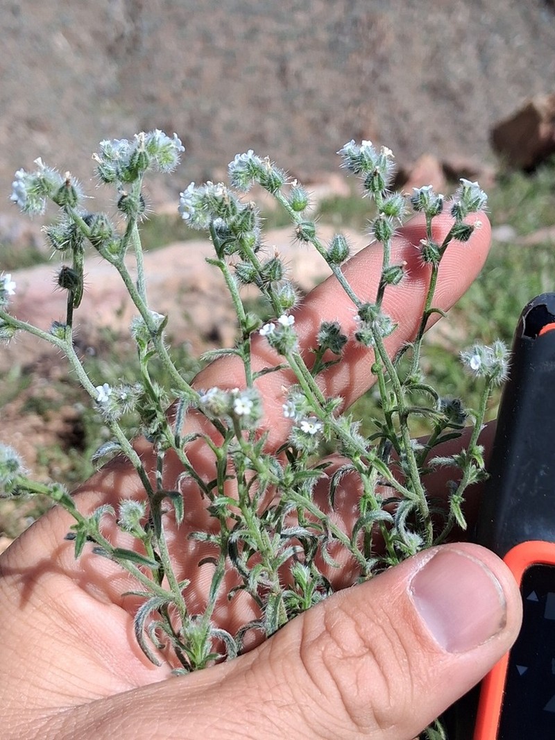 Cryptantha acrimuricata photo 6