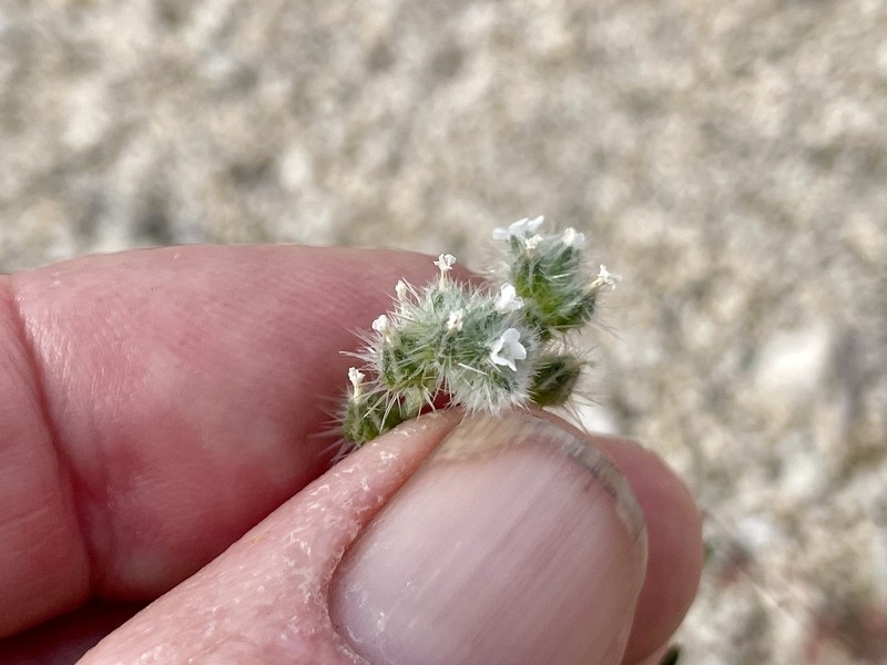 Cryptantha acrimuricata photo 7