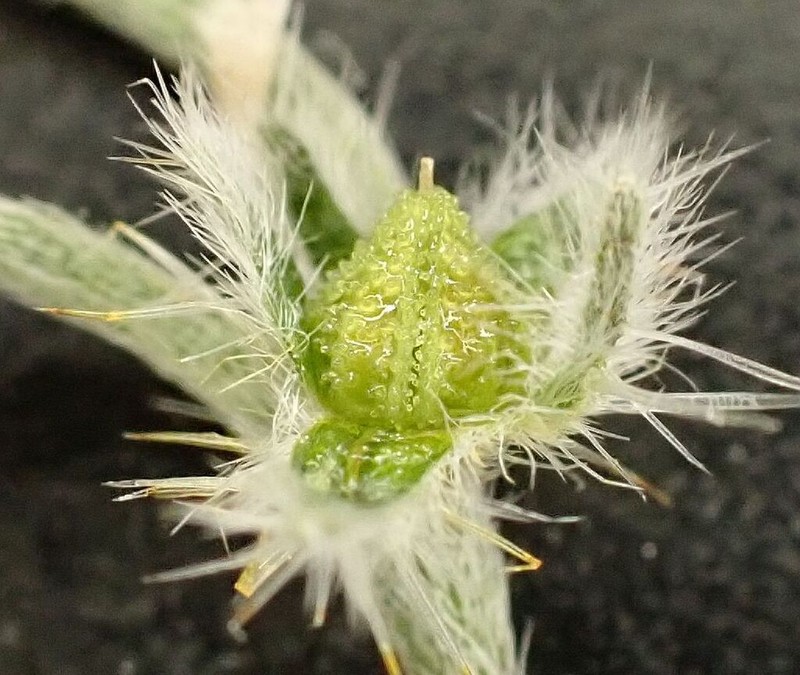 Cryptantha acrimuricata photo 8