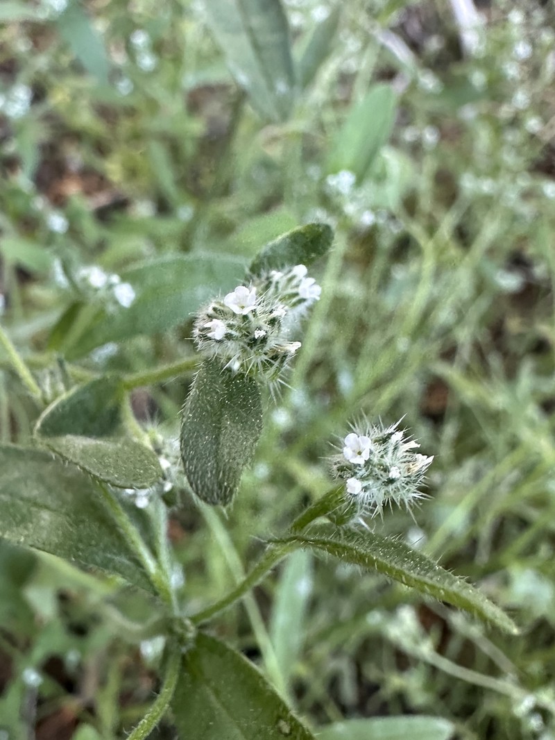 Quill Cryptantha