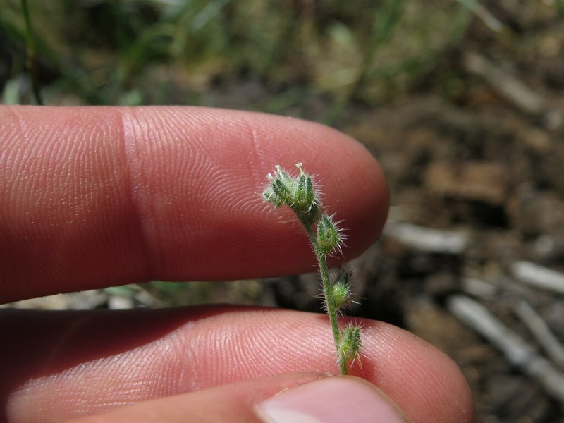 Quill Cryptantha