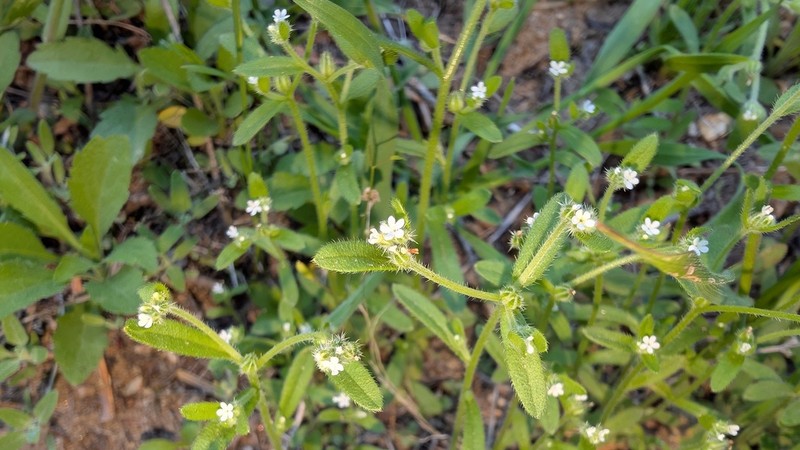 Quill Cryptantha photo 2