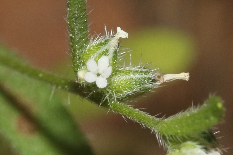 Quill Cryptantha photo 3