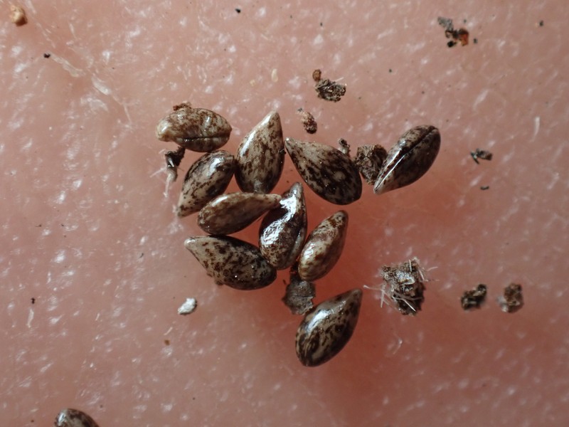 Quill Cryptantha photo 4