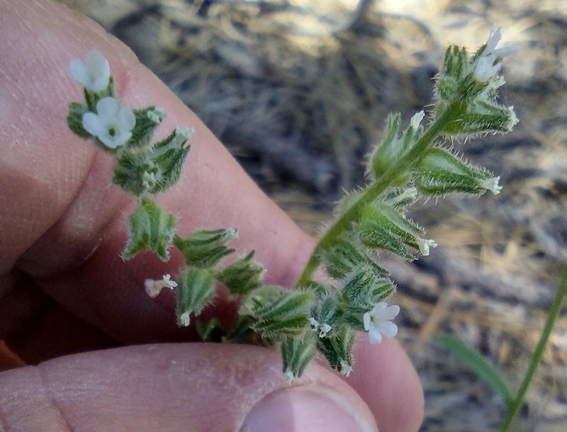 Quill Cryptantha photo 6