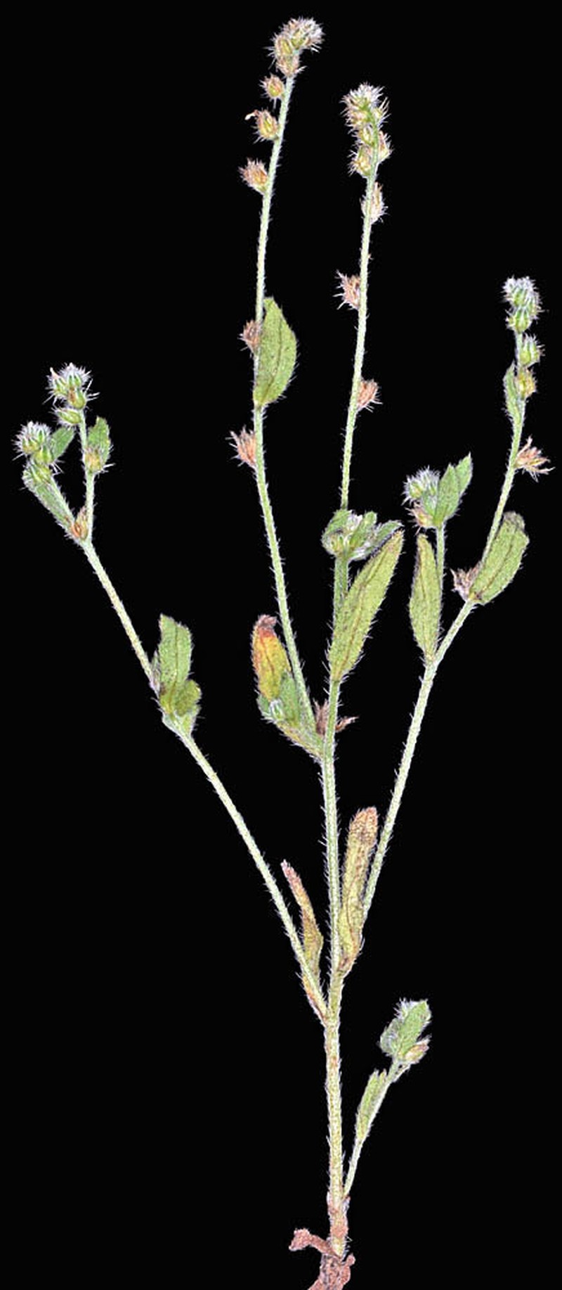 Quill Cryptantha photo 7
