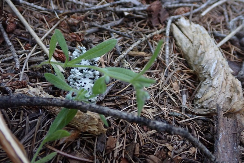 Quill Cryptantha photo 8