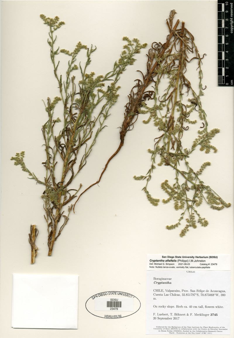 Cryptantha alfalfalis