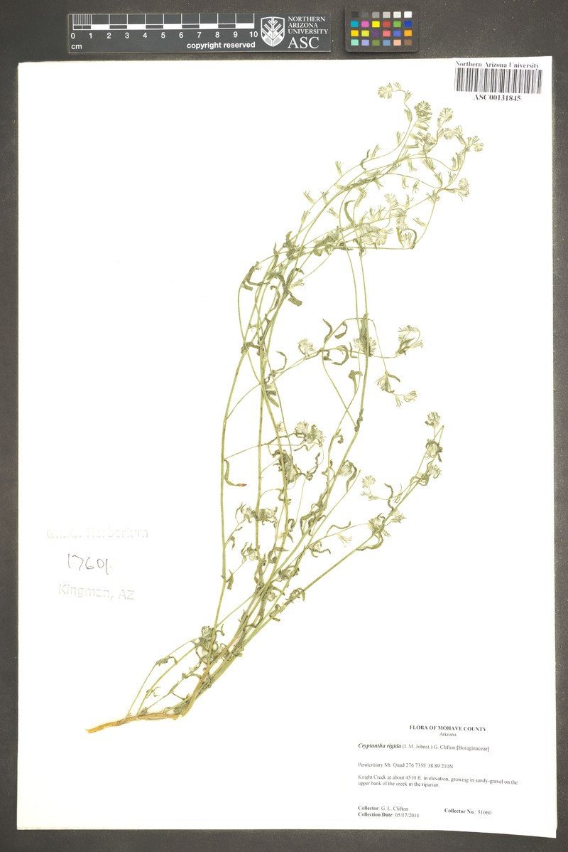 Cryptantha alfalfalis photo 2