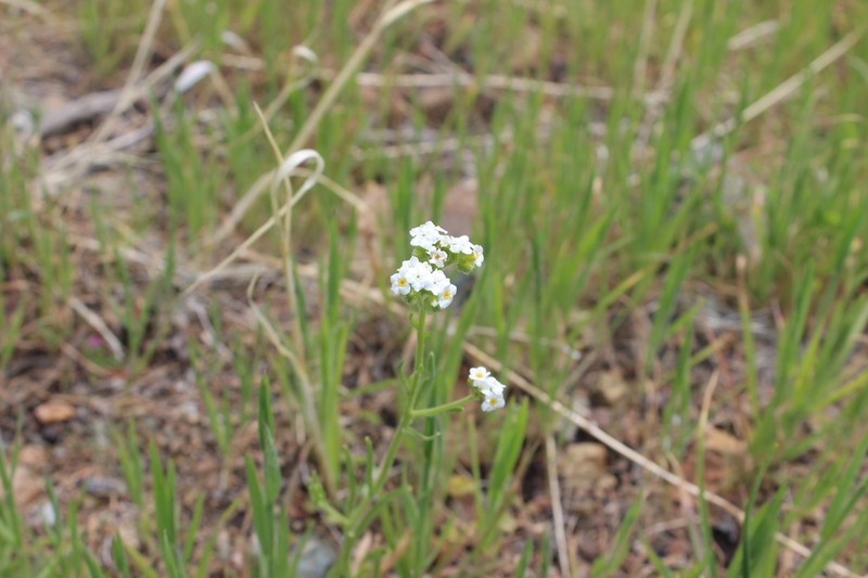 Cryptantha alyssoides photo 2