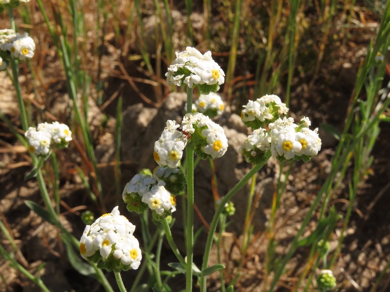 Cryptantha alyssoides photo 3