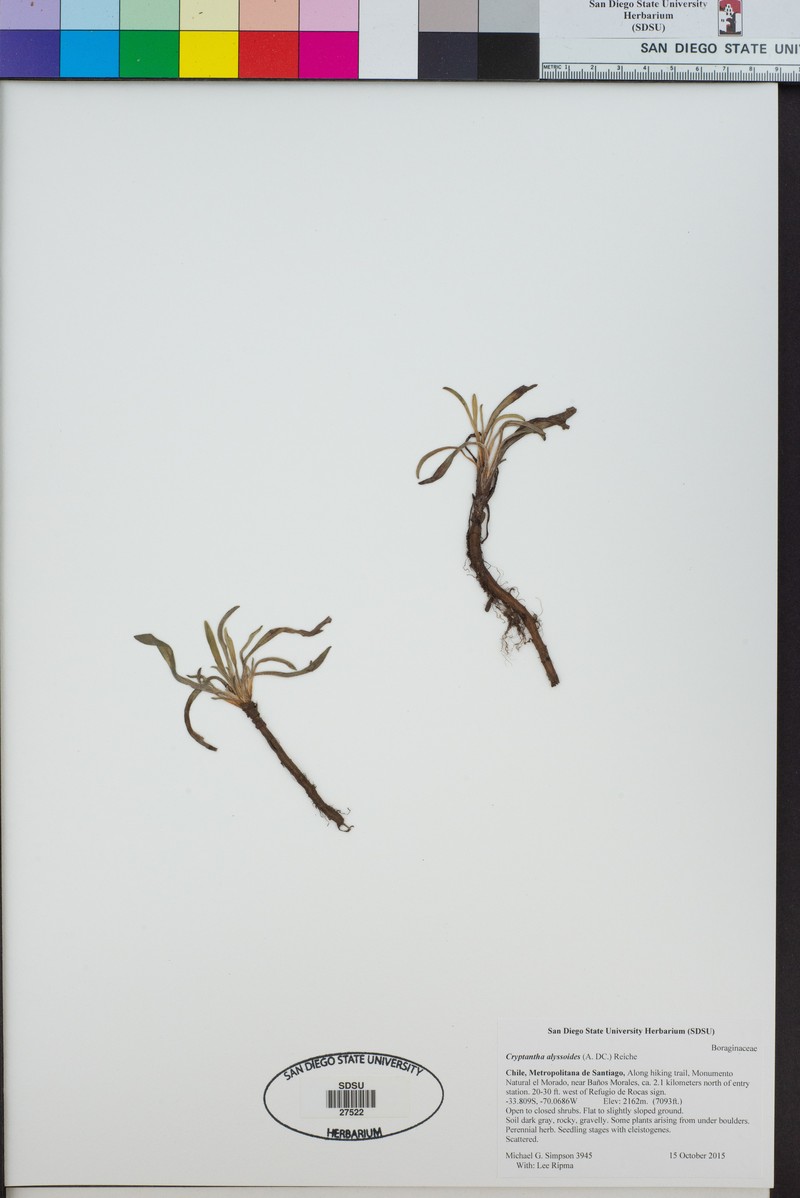 Cryptantha alyssoides photo 4