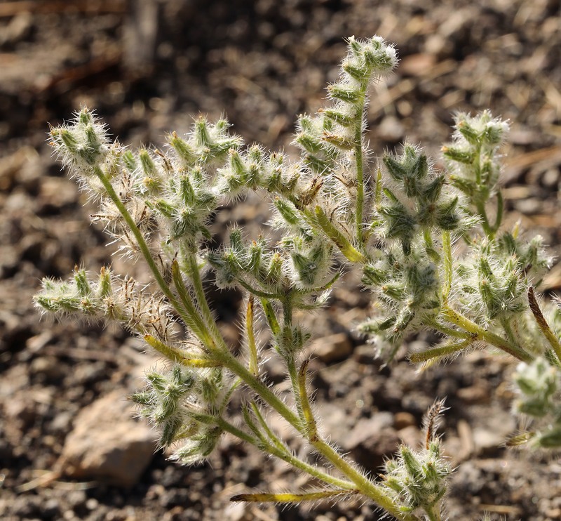 Basin Cryptantha