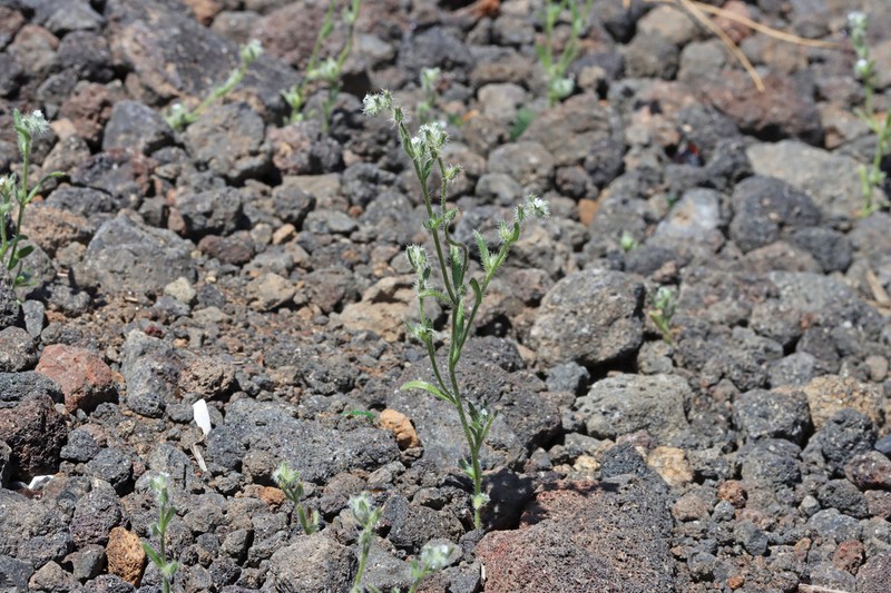 Basin Cryptantha photo 2